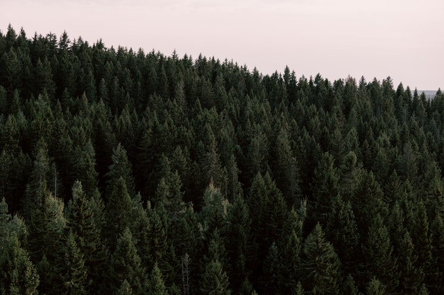 Plantering för ett hälsosammare klimat